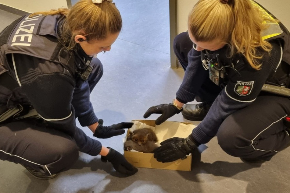 Ihren kurzen Besuch auf der Dienststelle haben die süßen Nachwuchs-Räuber gut überstanden - auch dank der Hilfe der Polizeibeamtinnen.