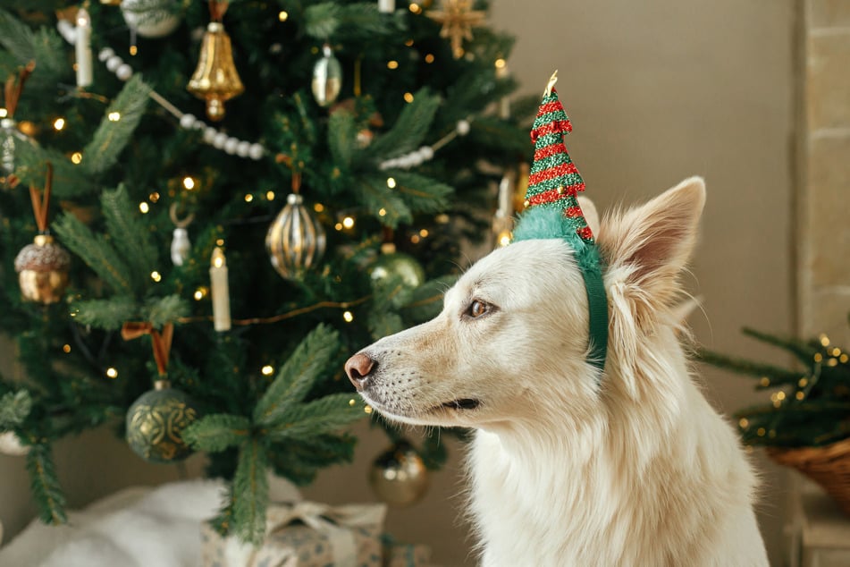 Im Weihnachtsbaum können ungebetene Gäste lauern. (Symbolbild)