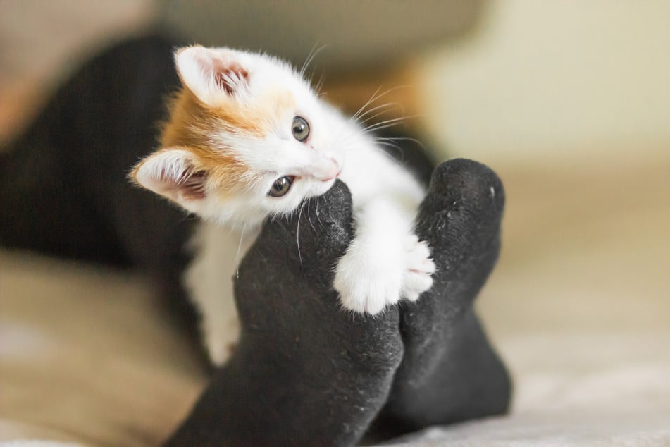 Katze beißt in Deinen Fuß? So schmerzfrei wie beim Kitten bleiben die Bisse nicht unbedingt.