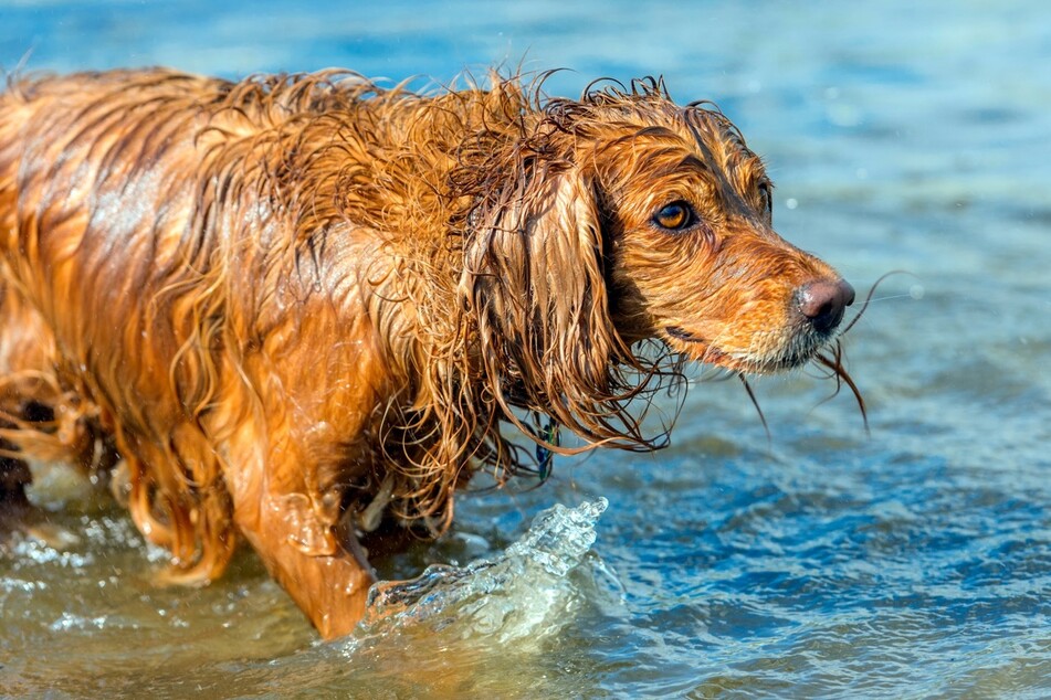 Baden kann für Hunde im Sommer eine spaßige und zugleich abkühlende Aktivität sein.