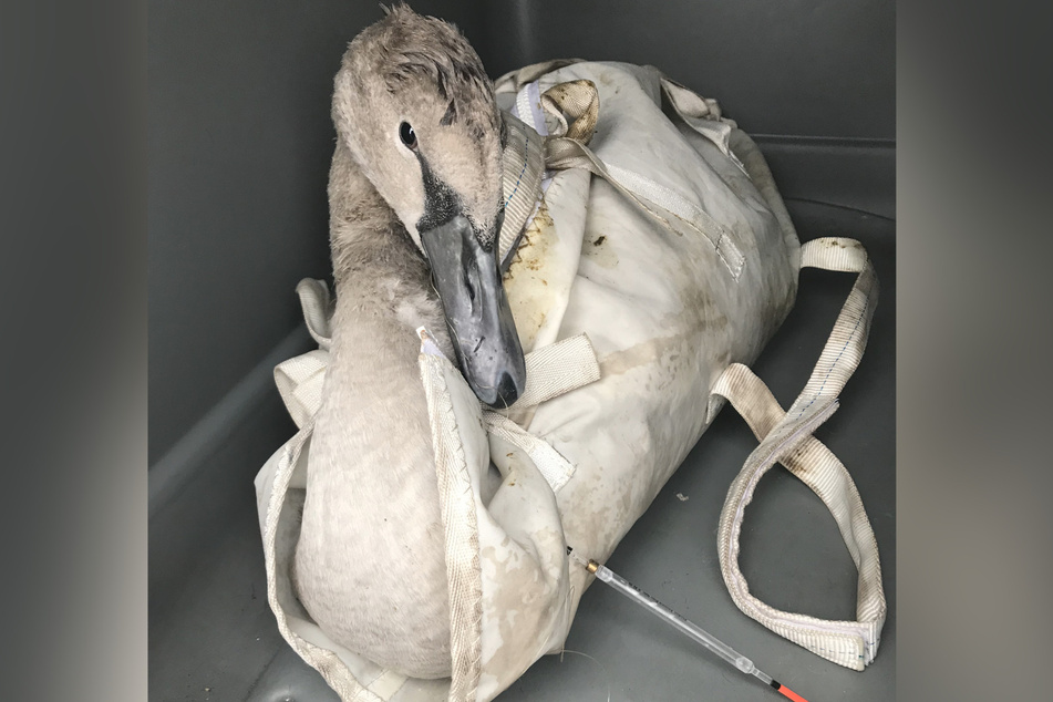 Der kleine Schwan konnte wieder in die Freiheit entlassen werden.