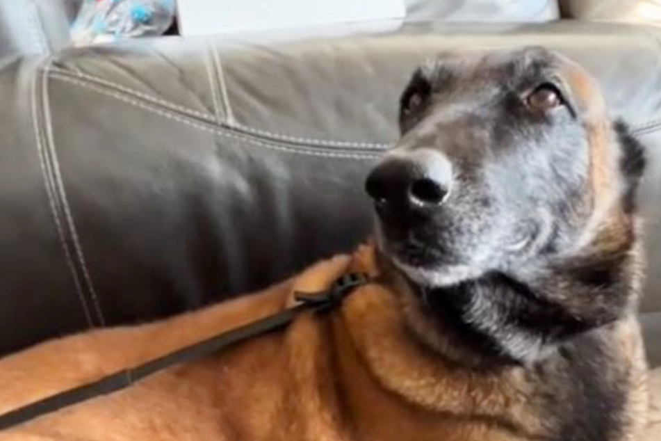 Dog gets up to hilarious trouble when owner leaves sandwich unattended