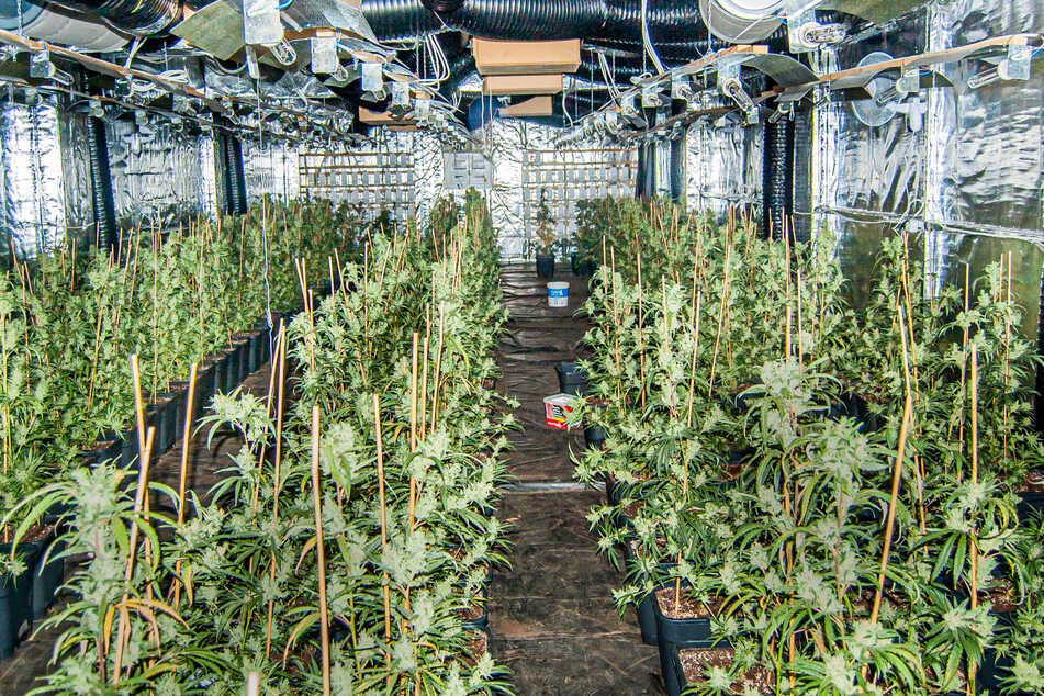 Zahlreiche Vereine im Südwesten haben bereits grünes Licht für den Cannabis-Anbau. (Symbolbild)