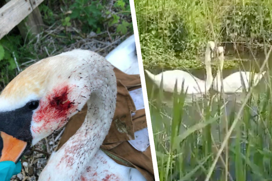 Die Kugel konnte aus dem Kopf des Schwanes entfernt werden (links). Nach erfolgreicher Genesung konnte der Schwan endlich zu seinem Begleiter zurückkehren (rechts).
