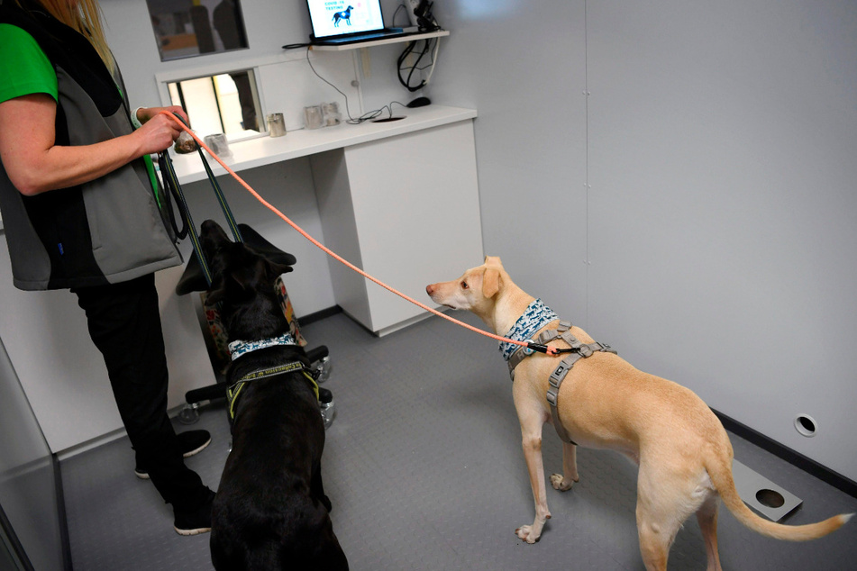Die Spürhunde Miina (l.) und K'ssi präsentieren ihre Fährigkeiten während einer Pressekonferenz am Flughafen Helsinki-Vantaa.