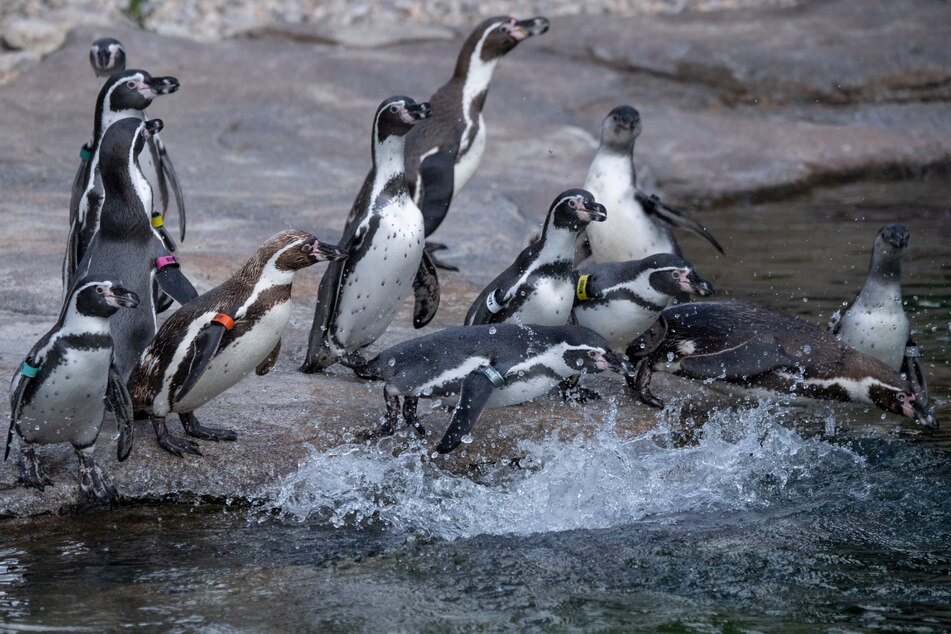 Wer wegen Corona lieber nicht in den Zoo oder in den australischen Naturpark Phillip Island reisen will, der kann sich die putzigen Tierchen auch per Live-Stream ansehen.
