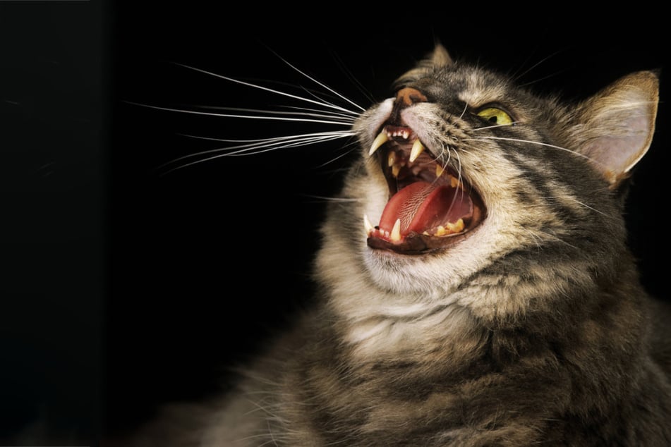 How do I say sorry to my cat? Why cat apologies are important