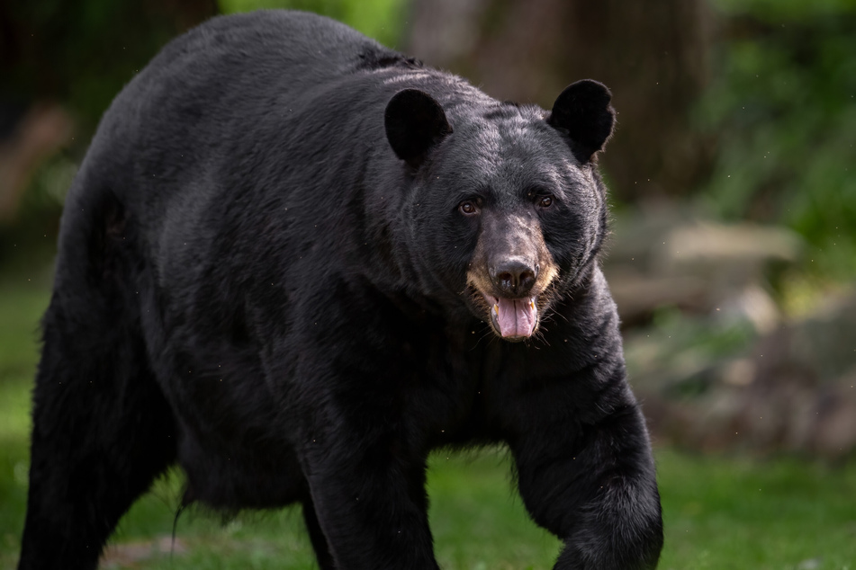 A Florida Republican lawmakers is trying to make it easier to kill black bears, claiming some of the animals are destroying homes in crack-induced rages.