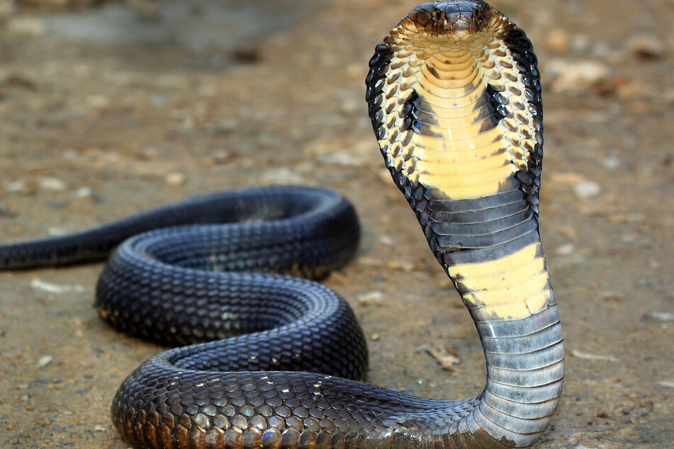In einigen Ländern glaubt man, dass der Verzehr von Schlangenfleisch eine heilende Wirkung hat.