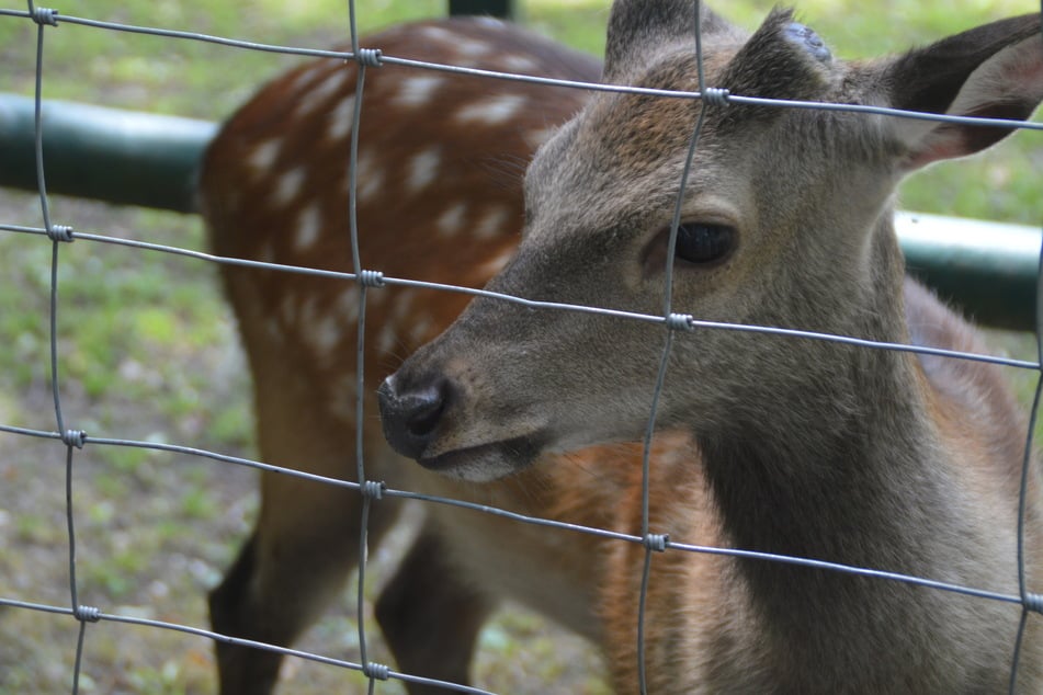 Am Samstag könnt Ihr all Eure Fragen zu den Tieren des Wildparks loswerden.