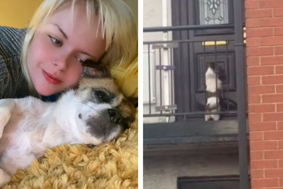 Dog loses owner in heart-melting video to find "the happy ending of dreams"