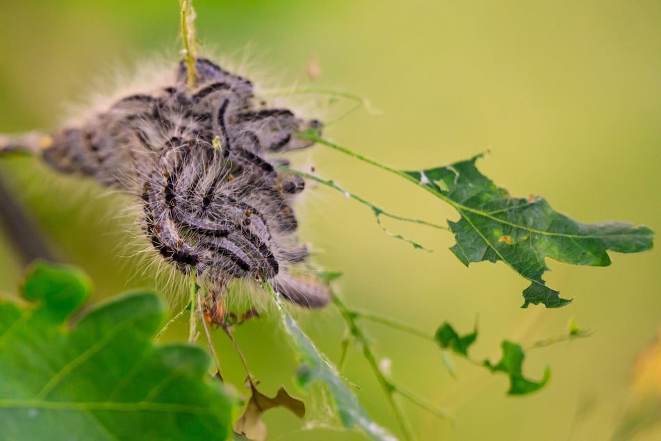 Raupen des Eichenprozessionsspinners haben es sich auf einem Ast gemütlich gemacht - und fressen dort die Blätter kahl.