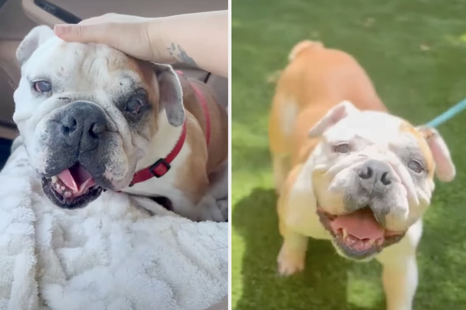 Die Bulldogge wurde einst vor der Zwangs-Einschläferung gerettet. Nun sucht das Tierheim dringend nach einem Zuhause für den nicht ganz einfachen Hund.