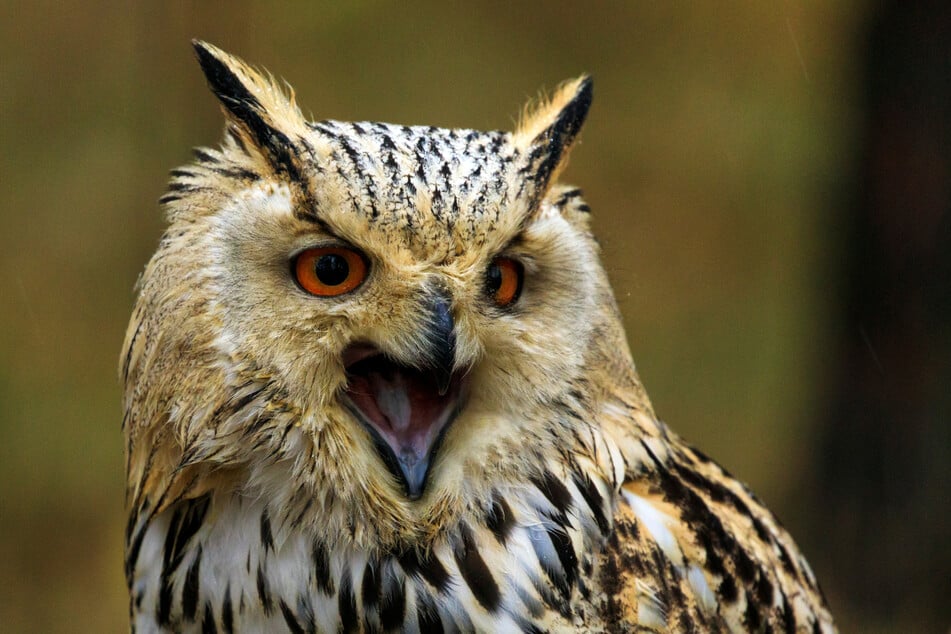 Die kleine Chihuahua-Hündin "Nala" wurde von einem Uhu attackiert. (Symbolfoto)