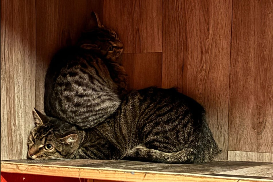 Das Tierheim Quedlinburg nahm zwei Katzen und ein Kätzchen aus schlechten Verhältnissen in Obhut.