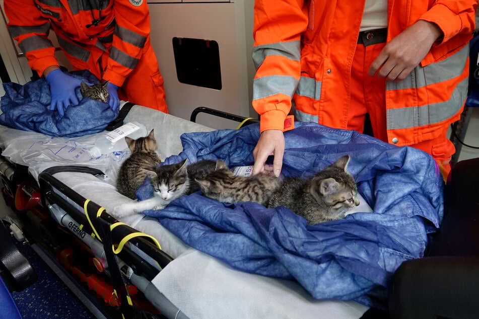 Diese vier Katzen wurden nach einem Brand im Juni 2025 der Chemnitzer Tierrettung übergeben.