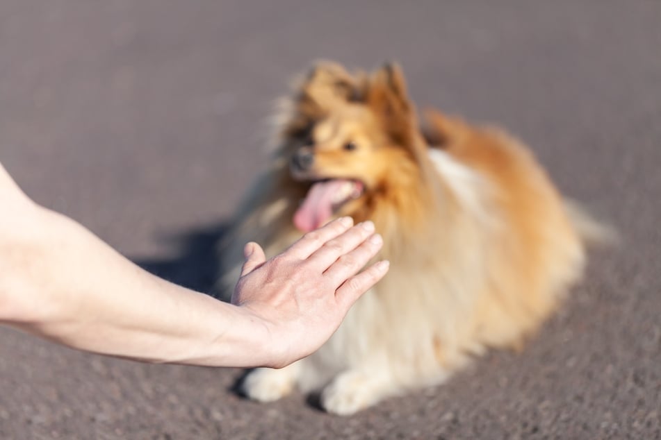 Gesten können stürmische Begrüßungen des Hundes mildern oder gar unterbinden.