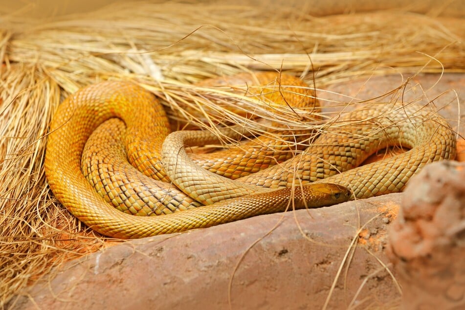 Giftigste Schlange der Welt: Das Gift eines Bisses könnte über 100 Menschen töten
