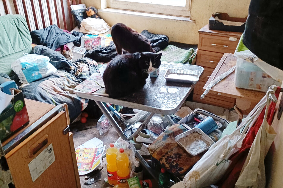 Der Verein "aktion tier e.V." rettete sieben Katzen aus einer verwahrlosten Wohnung in Brandenburg. Die Tiere kamen in das Tierheim Zossen.