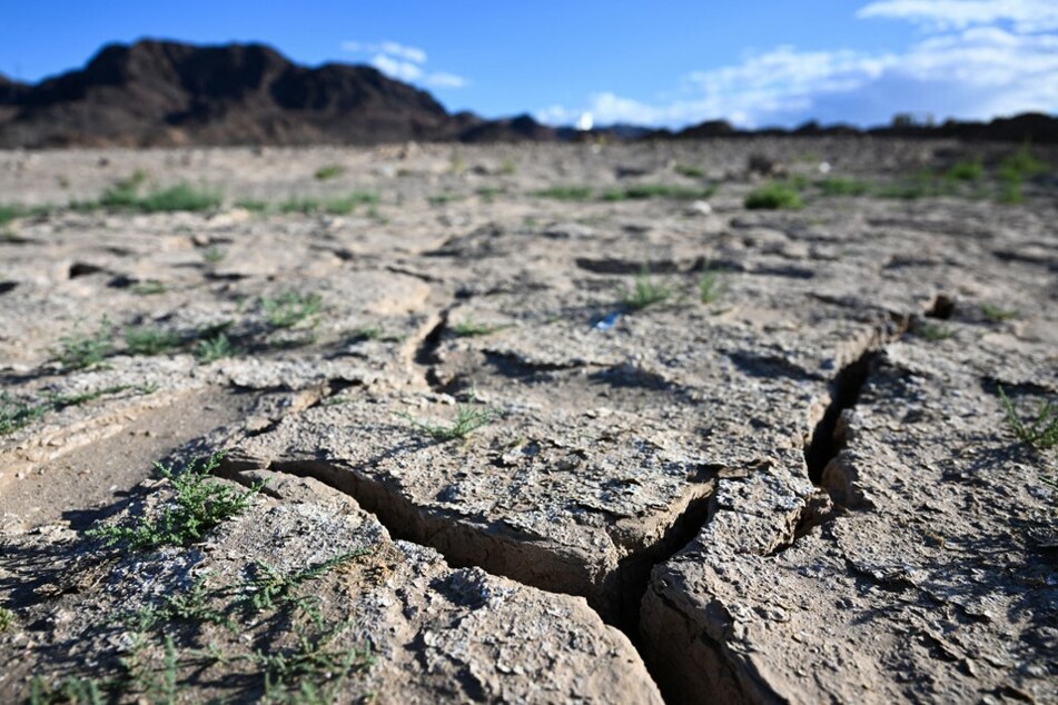 Plants grow from an exposed lakebed cracking and drying out during the western drought in June 2022.