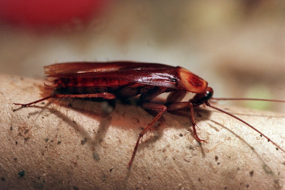 Der Altenburger Inselzoo nennt die Aktion "Kakerlaken-Karma". (Archivbild)