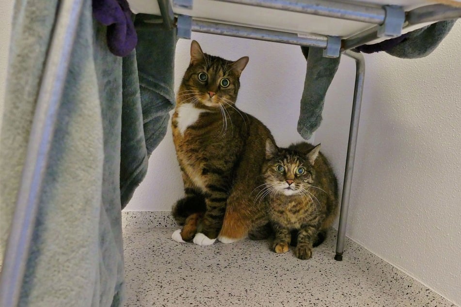 Ängstlichen Katzen sollten Rückzugsmöglichkeiten geschaffen werden.