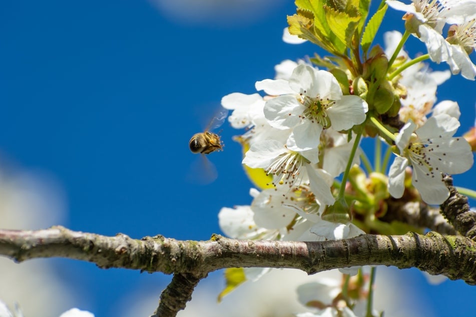 Die Bienen müssen schnell sein, denn nach etwa vierzehn Tagen ist die Blütezeit der Kirschen vorüber.