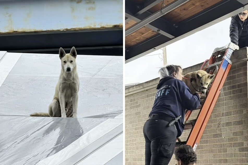 Mithilfe mehrerer Tierheim-Mitarbeiter konnte der erschöpfte Hund schließlich gerettet werden.