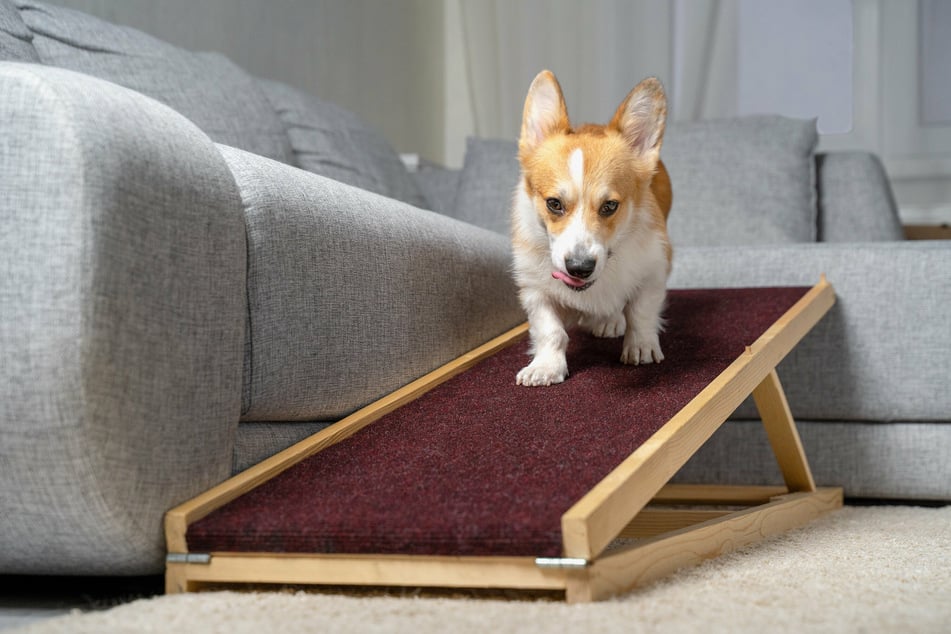 Rampen oder Ähnliches helfen kleinen Hunden, große Höhen wie Sofa oder Treppe zu überwinden.