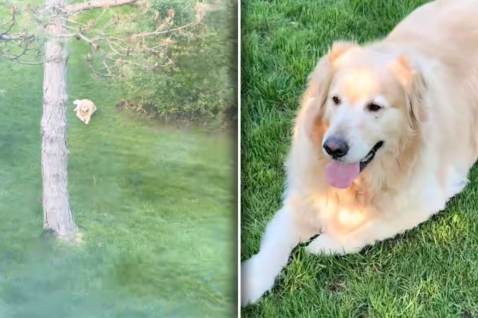 Zäune sind in der Nachbarschaft von Colleen Smith nicht erlaubt. Gut für alle: Golden Retriever Toby kann vorbeikommen, wann er will.