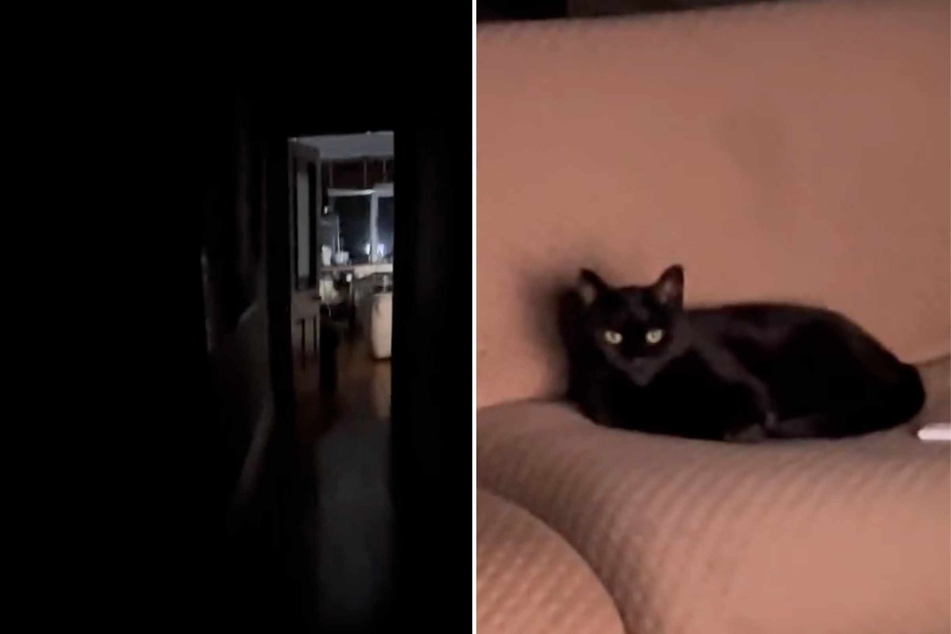 This cat owner woke up in the middle of the night hearing voices coming from his living room, and he could hardly believe what he found there!