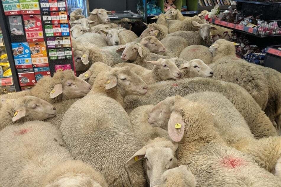 Die unerwartete Schaf-Invasion in der Penny-Filiale sorgte mit ihren skurrilen Bildern bundesweit für Aufmerksamkeit.