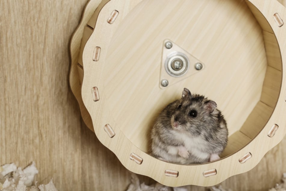 Hamster im Laufrad: Wie der Sport im Käfig nicht zur Gefahr wird