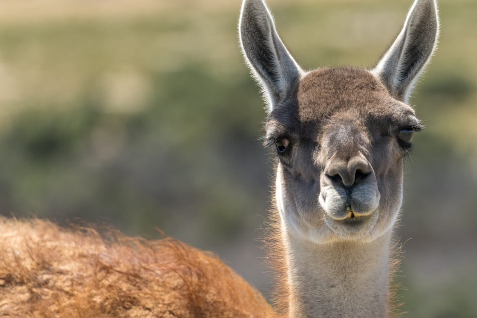 Plötzliche Kotz-Attacke im Leipziger Zoo: Deshalb spucken sich die Tiere gegenseitig an!