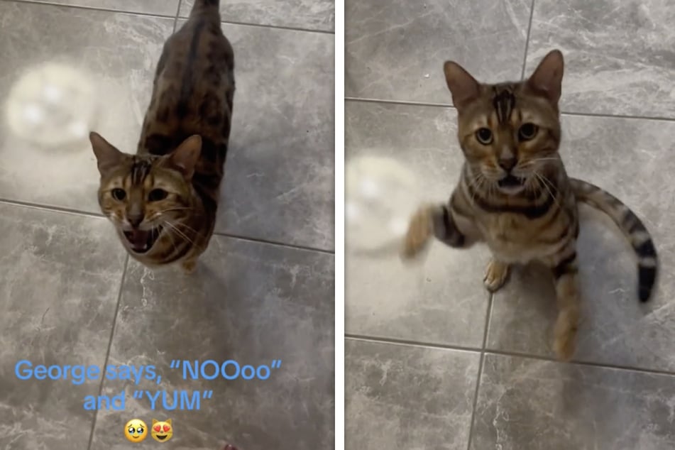 Talking "bossy boots" cat does circus tricks and amuses millions on TikTok
