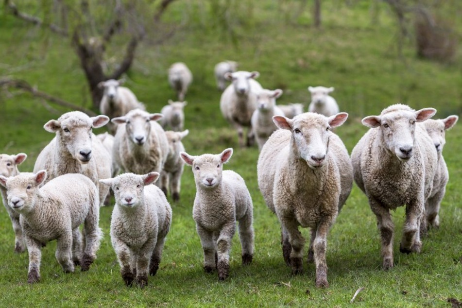 Bislang ist nicht bekannt von welchem Tier die Lämmer und Schafe getötet wurden. (Symbolfoto)