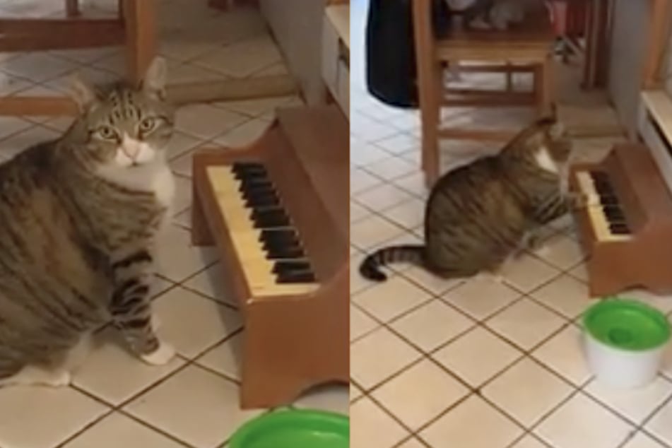 Immer wenn er auf dem Piano spielt, will er seiner Besitzerin signalisieren, dass er gerade etwas braucht.