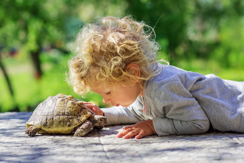 Schildkröten zählen nicht unbedingt zu den klassischen Haustieren für Kinder, können auf ihre Weise aber dennoch faszinieren.