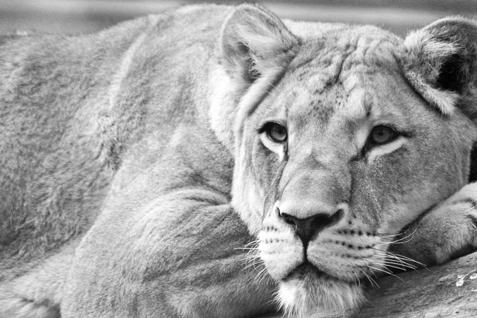 Trauer um Layla: Dresdner Zoo erlöst Löwin von ihrem Leiden