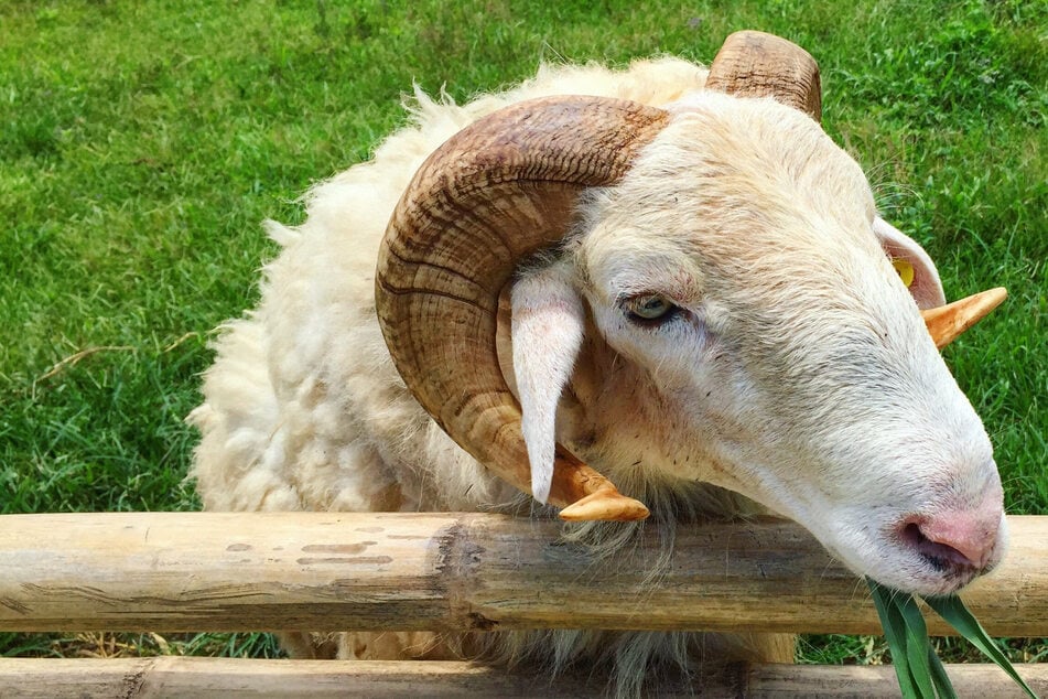 Wie grausam! Tierquäler töten Schafbock auf Weide und nehmen Körper mit
