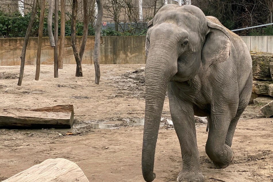 Zoo Leipzig: Neu gruppierte Elefantenherde bringt gleich viermal neuen Nachwuchs