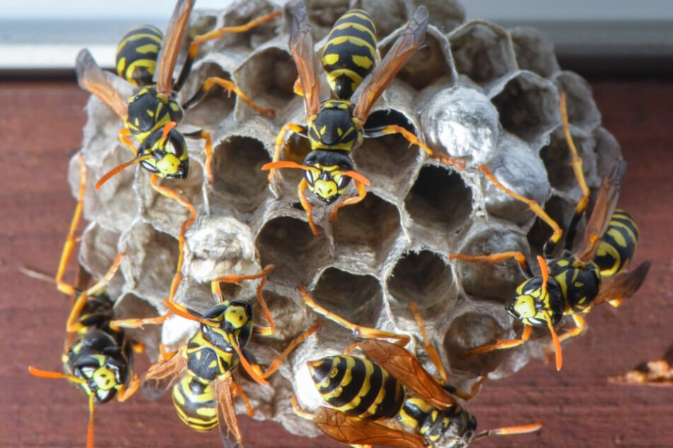 Im Vogtland hat sich die Zahl der Wespen- und Bienenstichverletzungen mehr als verdoppelt. (Symbolbild)