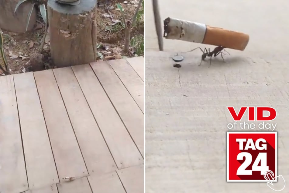 Today's Viral Video of the Day features a tiny ant who carried a large object a far distance!