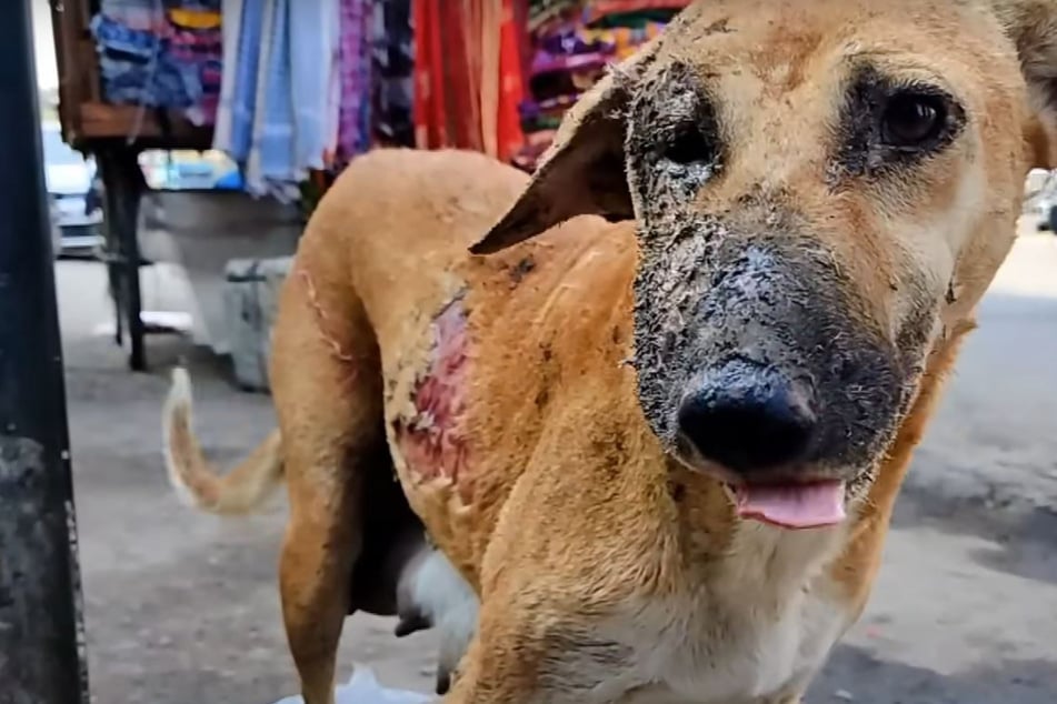 Verzweifelte Hunde-Mama kann ihre Welpen bei Brand nicht retten: Was dann passiert, rührt zu Tränen