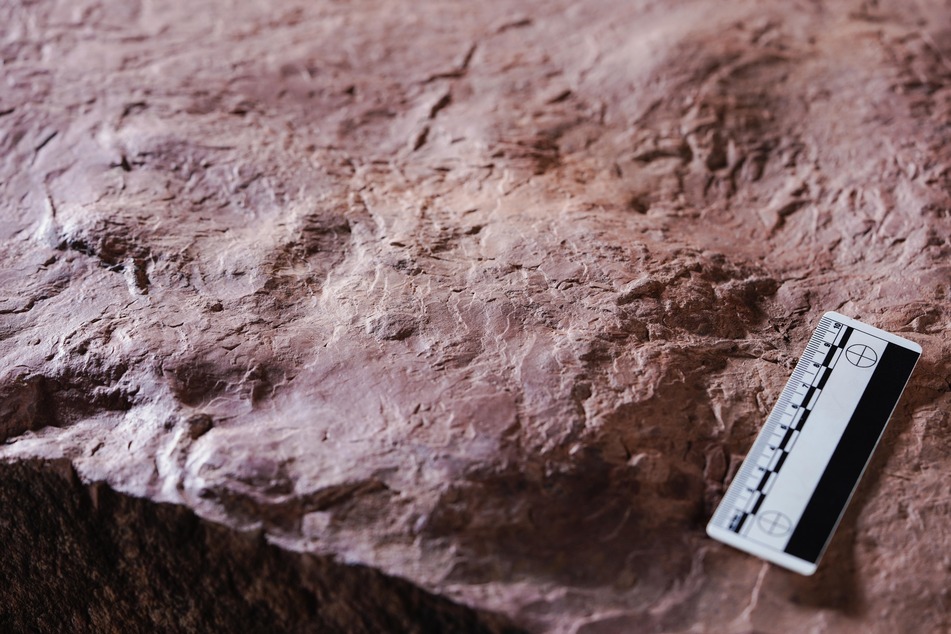 Ein in Sandstein verfestigter Fußabdruck eines Pareiasauriers, auch Wangenechsen genannt, liegt im Urweltmuseum Geoskop auf einem Tisch.