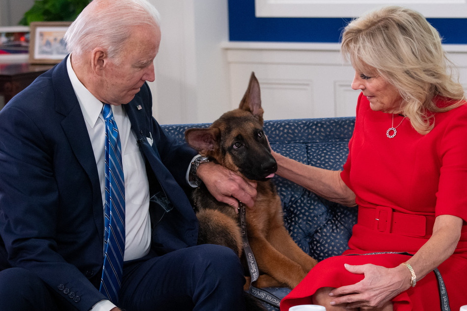 Joe Biden's dog is in the doghouse after serious biting incident