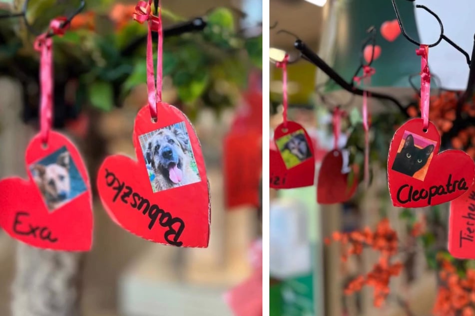 Mehrere Anhänger mit den Wünschen der Tiere hängen am Baum und hoffen, dass sie erfüllt werden.