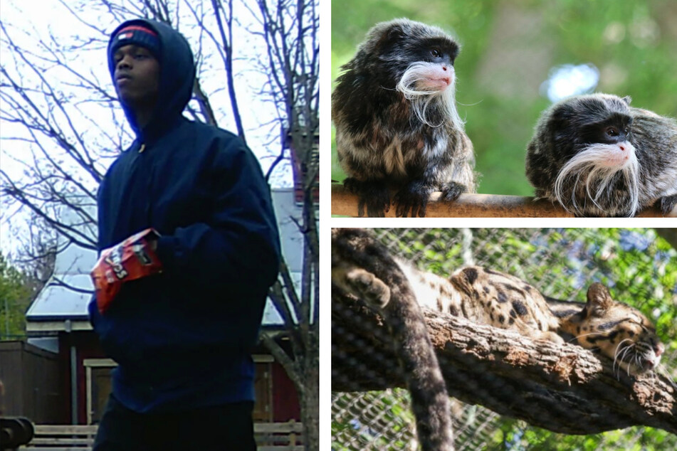 Davion Irvin has been charged with taking two emperor tamarin monkeys and trying to take a clouded leopard.