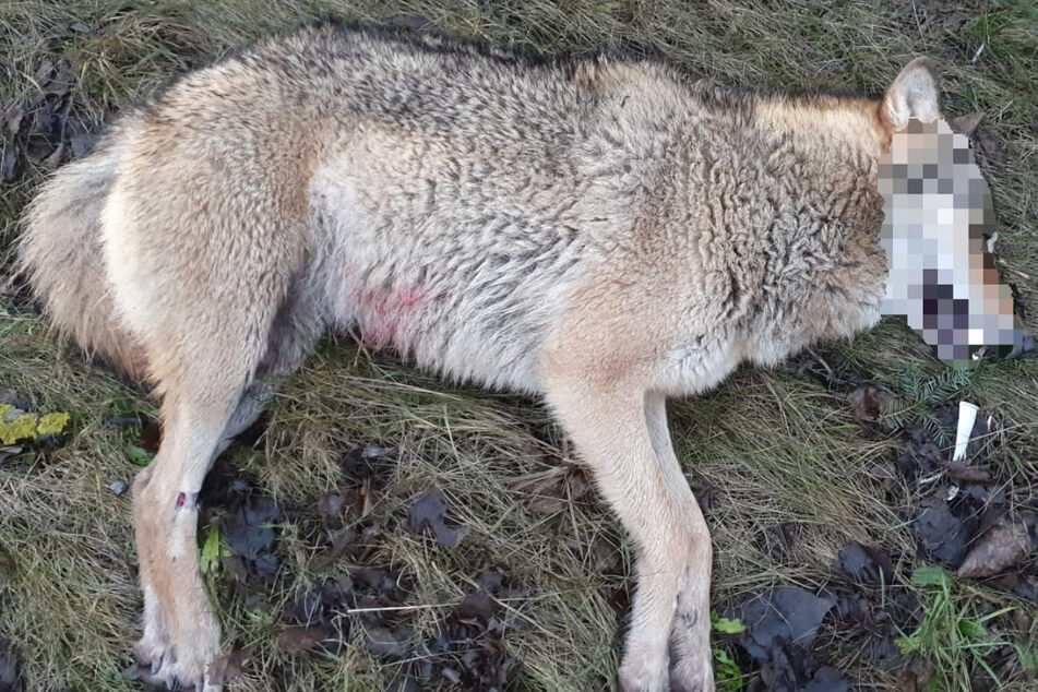 Unfall im Wartburgkreis: Wurde hier eine Wölfin totgefahren?