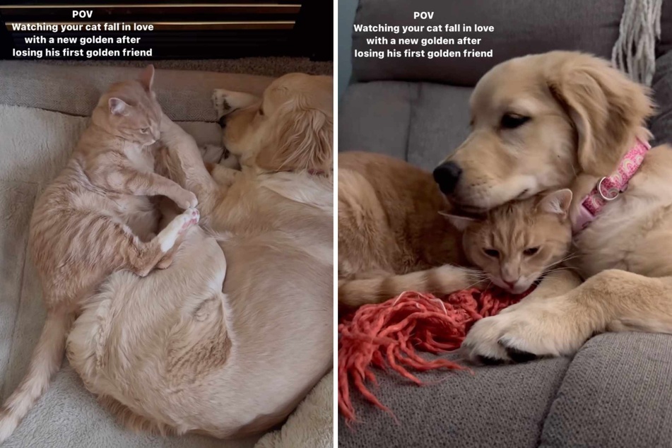 Now that Sunny the dog has grown up a little bit and gotten a more relaxed attitude, the animal's friendship with Fred the cat is fully "blooming."